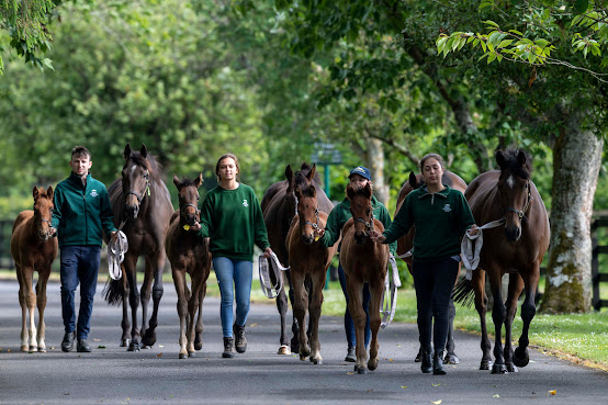 Irish National Stud & Gardens by null