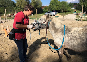 Photo n°6 de Réjane Kempf Technicien dentaire équin à Carspach (Hygiéniste dentaire)
