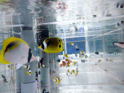 √99以上 沖縄 海水魚 種類 182682-沖縄 海水魚 種類
