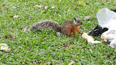Photos of Parque Espa&ntilde;a