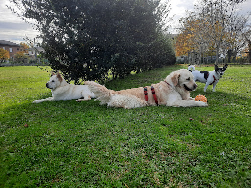Eden dog's - di Clemente Monia educazione cinofila - Thumbnail
