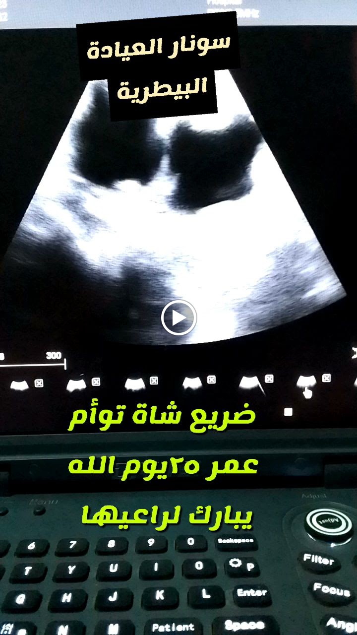 عيادة جواهر البلوي البيطرية (عيادة - صيدلية - مختبر ) - صورة 2