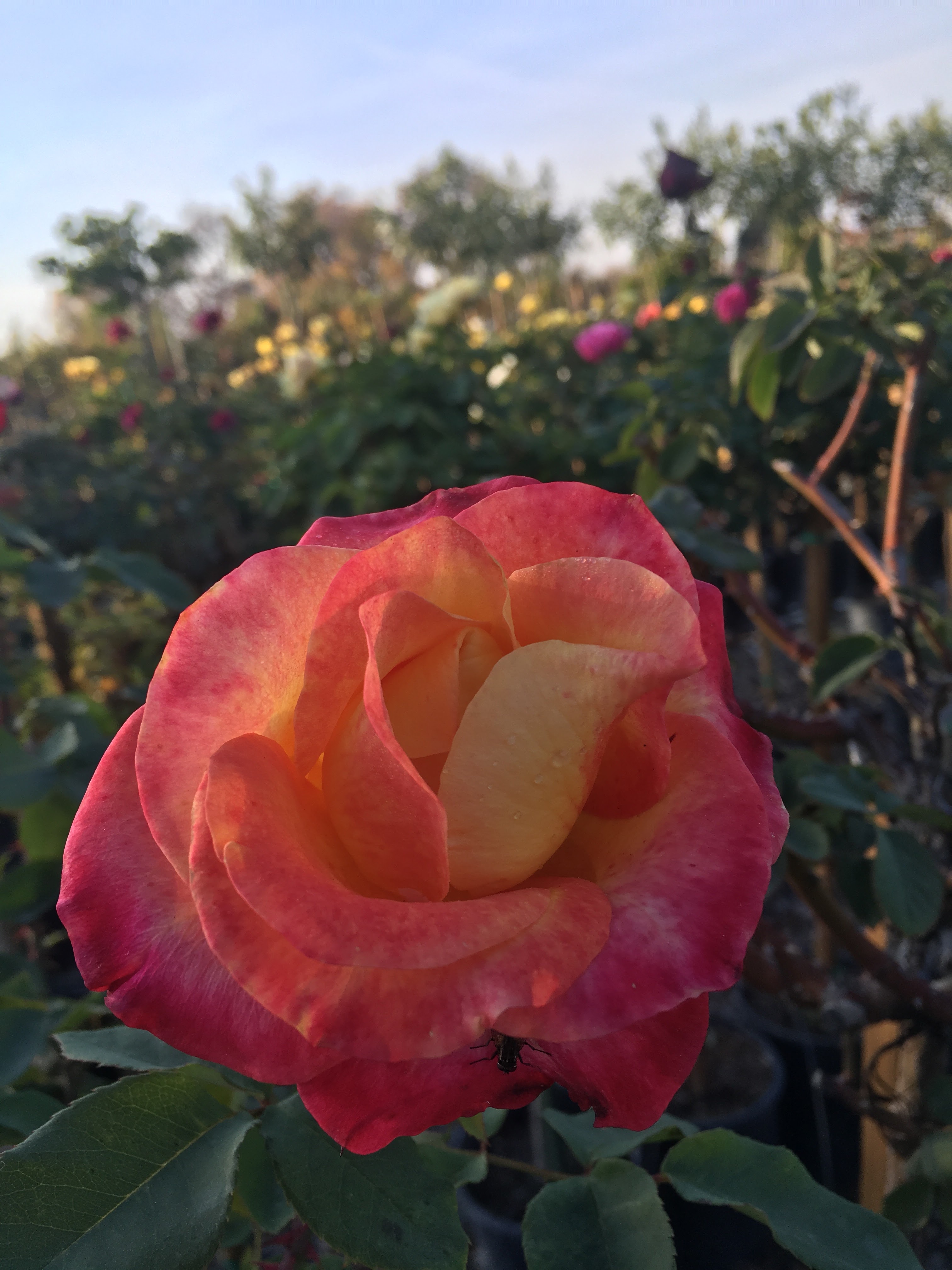 Golden State Growers