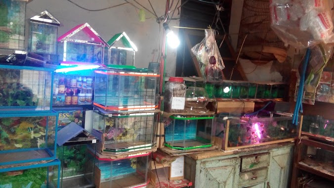 Toko Jual Ikan Cupang Hias & Aquarium Mini, Author: Sutanto