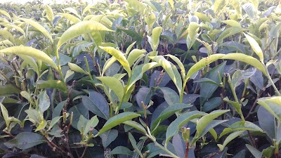 Photos of Brama chara Tea Garden Temple