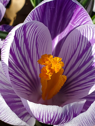 BrightSide Flower Farm LLC - Thumbnail