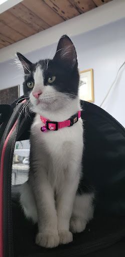 Noble Veterinary Clinic - Thumbnail