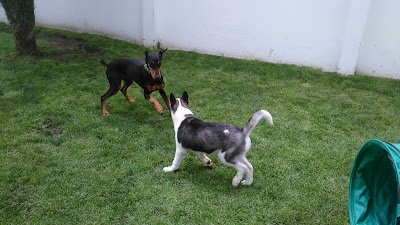 Photos of Le boutique des Chiens