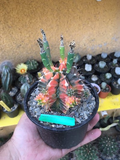 Photos of Cactus homeland