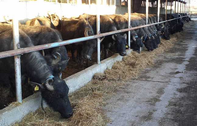 E871, 4363 Васил Левски