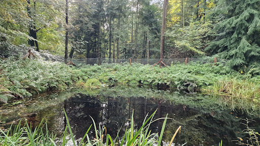 Waldteich Heinrich’s Ruh - Thumbnail