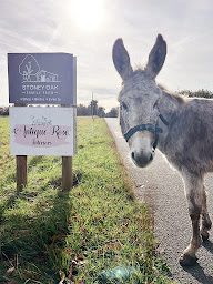 Photo n°3 de Stoney Oak Bistrot et Bar à Poullignac (Bar)