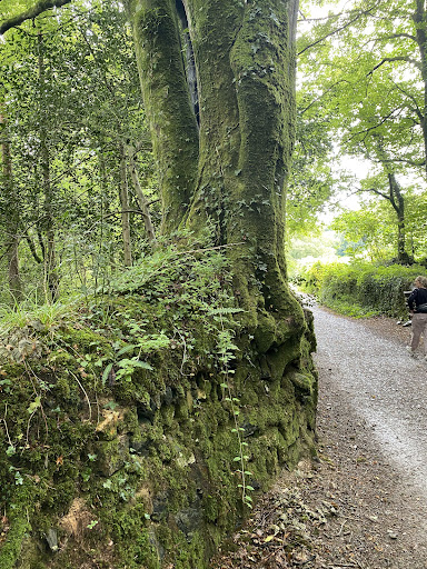 Sylvanarb - Thumbnail