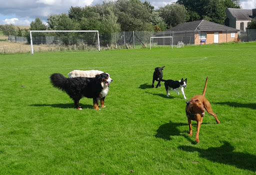 Dirty Mutts Dog Walking and Daycare - Thumbnail