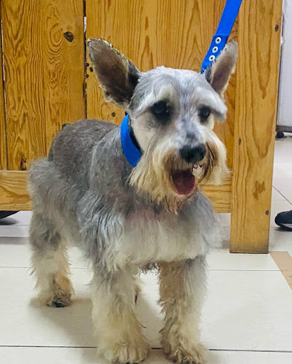 Clinica Veterinaria Terrier
