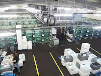 Anthias à Les Chères