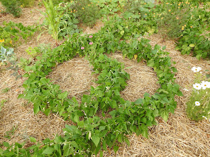 Photo n°13 de Le Potager de Nicolas à Issendolus (Maraîcher)