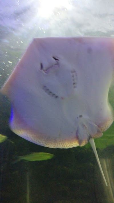 Photos of Underwater Tunnel Aquarium