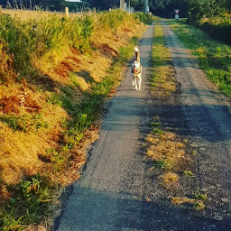 Photo n°2 de Les Louveteaux D'ANGE&ROSS à Le Loroux (Éleveur de chiens)