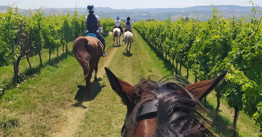 DELLE ROSE EQUESTRIAN ACADEMY Gallery - Italy