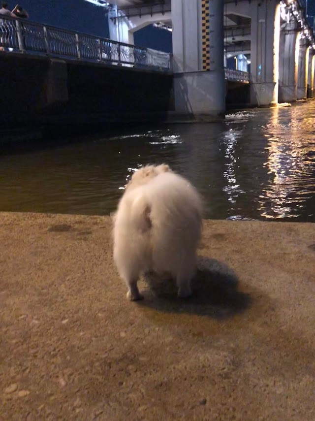 Banpo Bridge Moonlight Rainbow Fountain 반포대교 달빛무지개분수