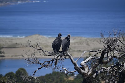 Photos of Parque Nacional Alerce Costero