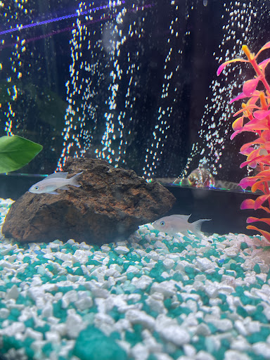 Allred Aquatics Gallery - United States