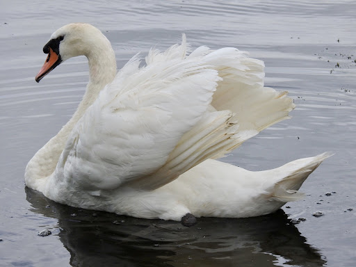 Rushden Lakes Nature Walk - Thumbnail