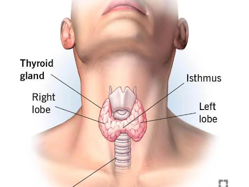 Thayroid Problem and Homeopathic Medicine post image