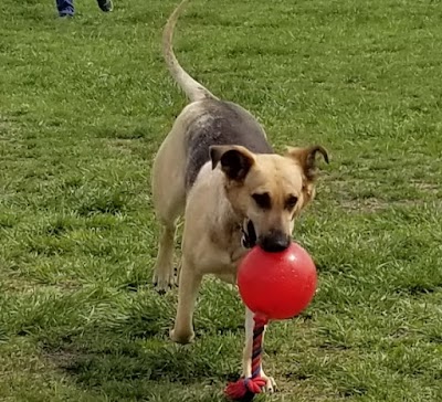 Cooper Dog Park