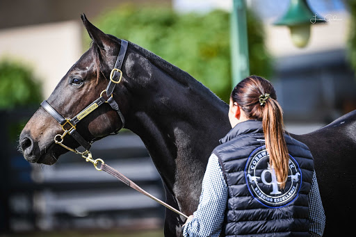 Cornwall Park Stud - Visual