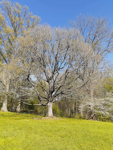 Mt Airy Forest Park - Thumbnail