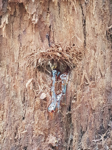 Millstream Conservation Park - Visual