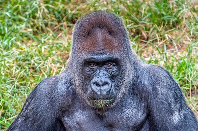 Little Rock Zoo