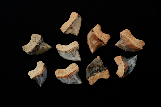FossilForum - Visual