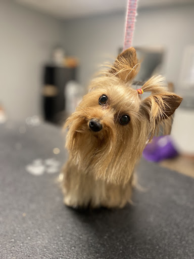 Knotty Dog Spa - Thumbnail