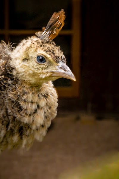 Photos of Fasanerie Zoo