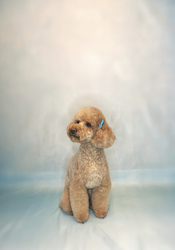 Barks and Bubbles Specialist Dog Grooming Spa