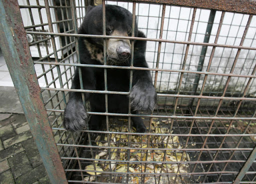 Surabaya Zoo - Thumbnail