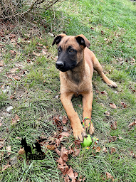 Photo n°2 de Élevage du Chemin des Complices à Villeneuve-de-Berg (Éleveur de chiens)