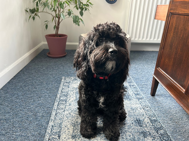 thepetvet.co.uk