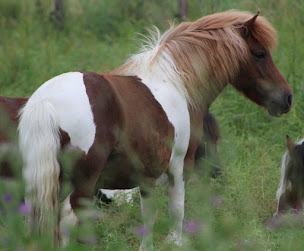 Photo n°9 de Domaine Equestre Des Pialoux à Montvendre (Complexe sportif)