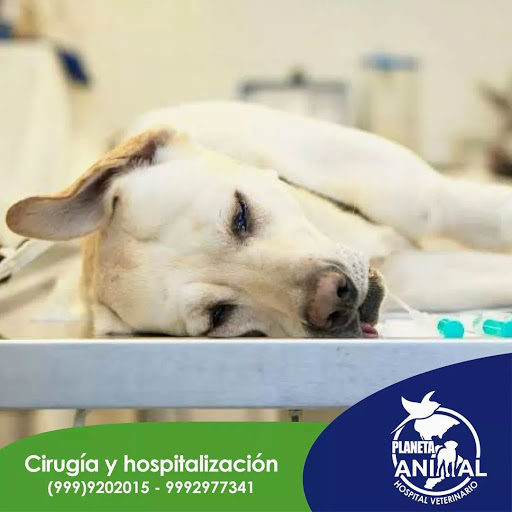 MEDICINA Y CIRUGÍA PARA PERROS Y GATOS. PLANETA ANIMAL