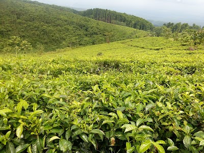 Photos of Kebun Teh Kertowono,Gucialit, Kab.Lumajang