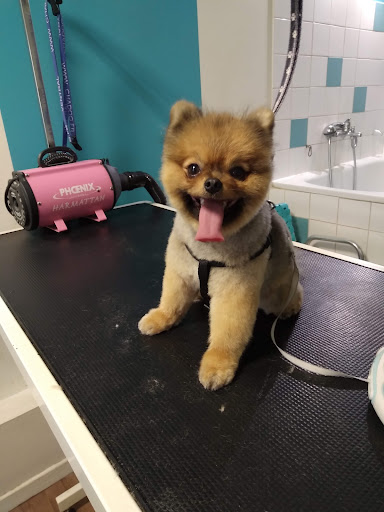 Les Chiens Chic De Raphaēlla - Thumbnail