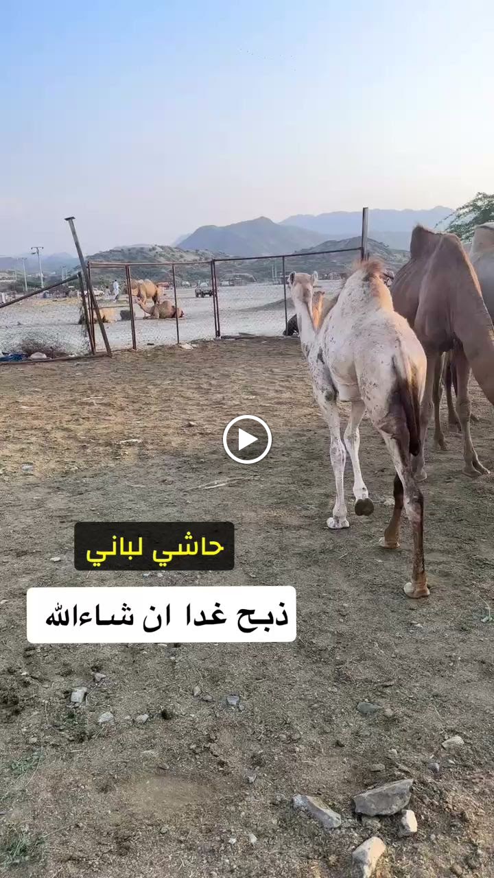 دسمة دجاج لحم طازج - صورة 3