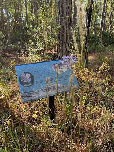 Fanny Bay Boardwalk Interpretive Trail - Thumbnail
