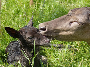 Photo n°28 de Cabanes Insolites - Ferme de Trencalli - Gers à Castelnau-Rivière-Basse (Attraction touristique)