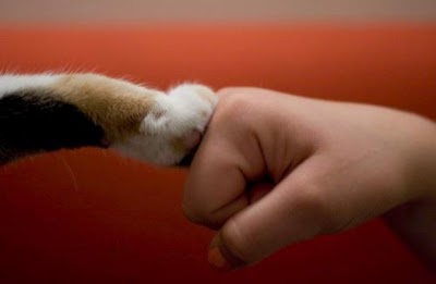 Photos of Ambulatorio veterinario l'Arca