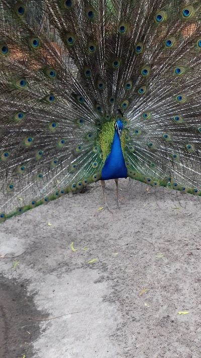 Photos of DIBI Zoo Assinie